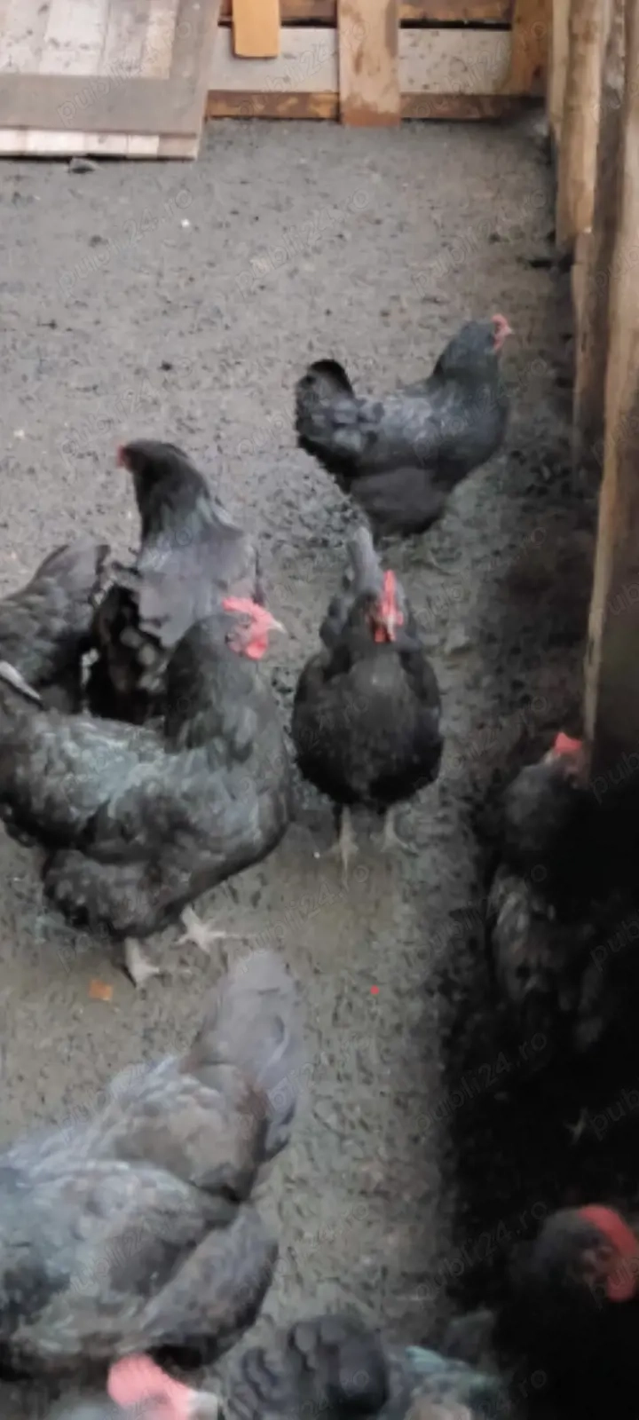 ouă de incubat găini austrolop 