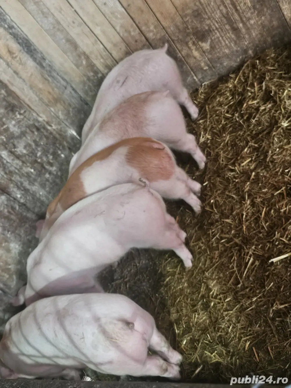 vând 4 soldani rasa de calitate de carne toti mascul castrați 