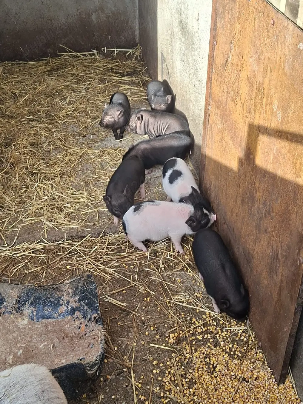 Vand purcei normal si vietnamezi