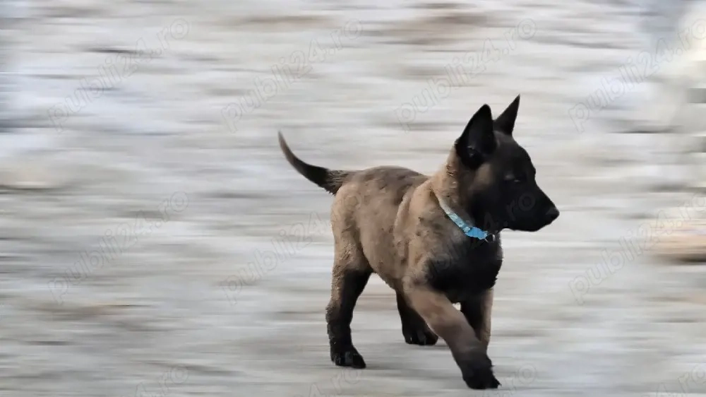 Ciobănesc belgian malinois 