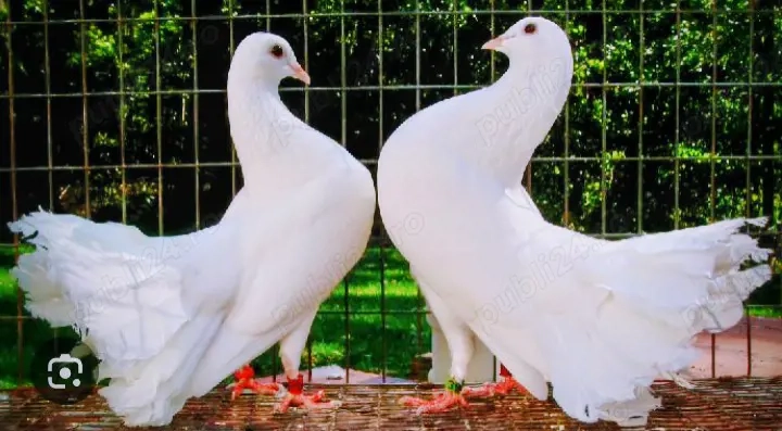 porumbei ornament pawa 