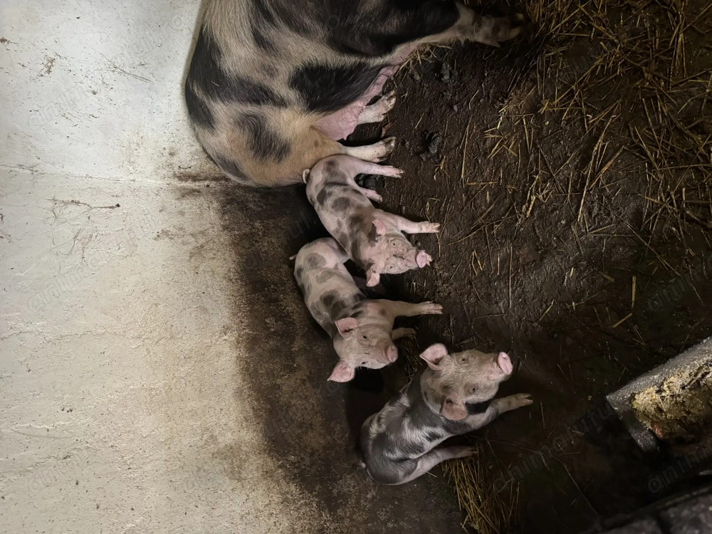 Purcei pietrain de vanzare