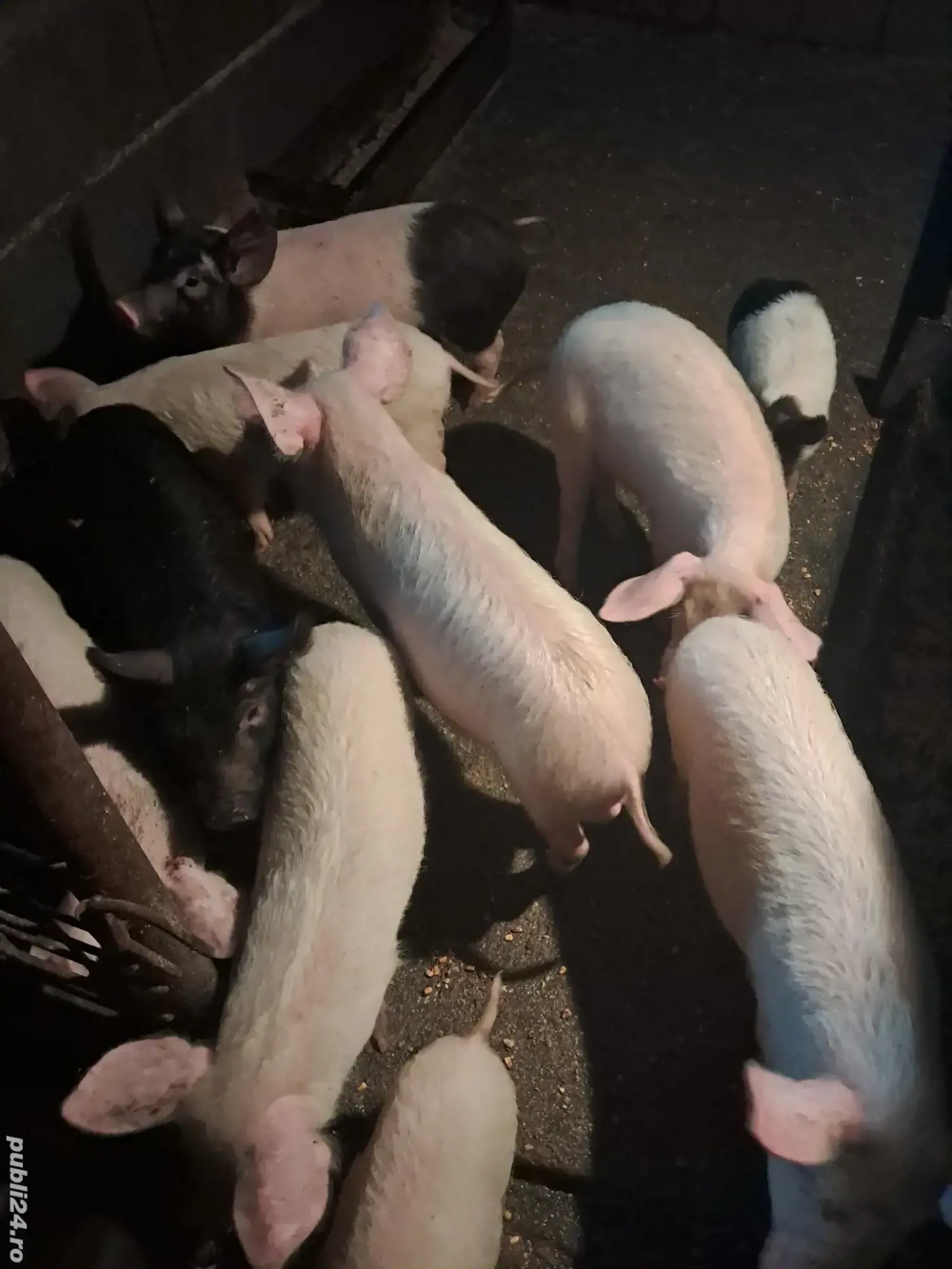 Vand purcei 15 săptămâni  