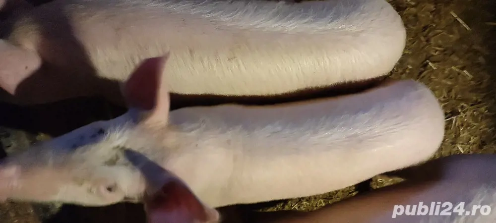 Soldani de 5 luni de vinzare marele alb