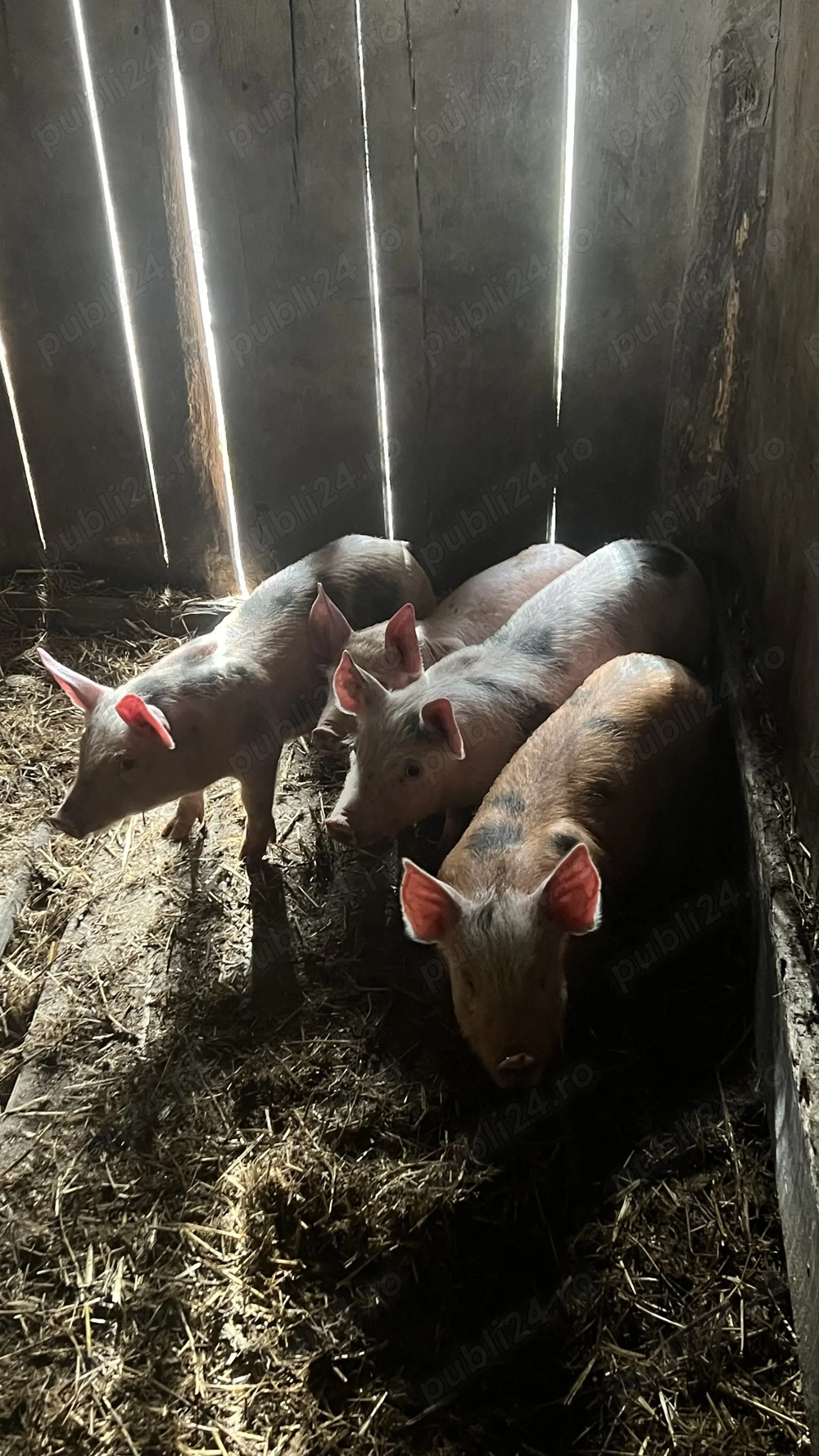 Vând 4 purcei petrean 