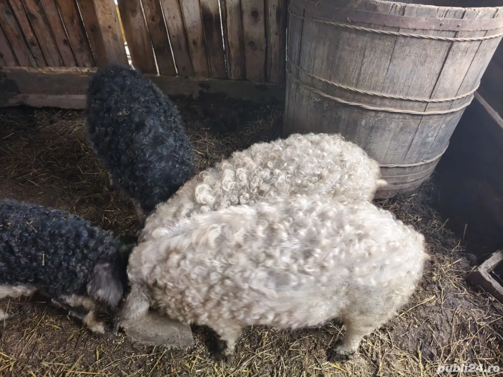 Vând porc Mangalița rasa pură 