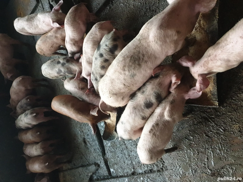 Purcei de vânzare 