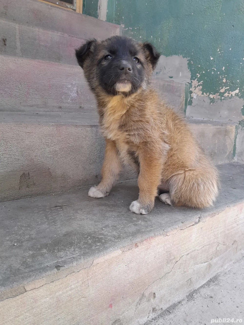 Catelusi malinois - 2 luni - vaccinati si deparazitati intern extern.