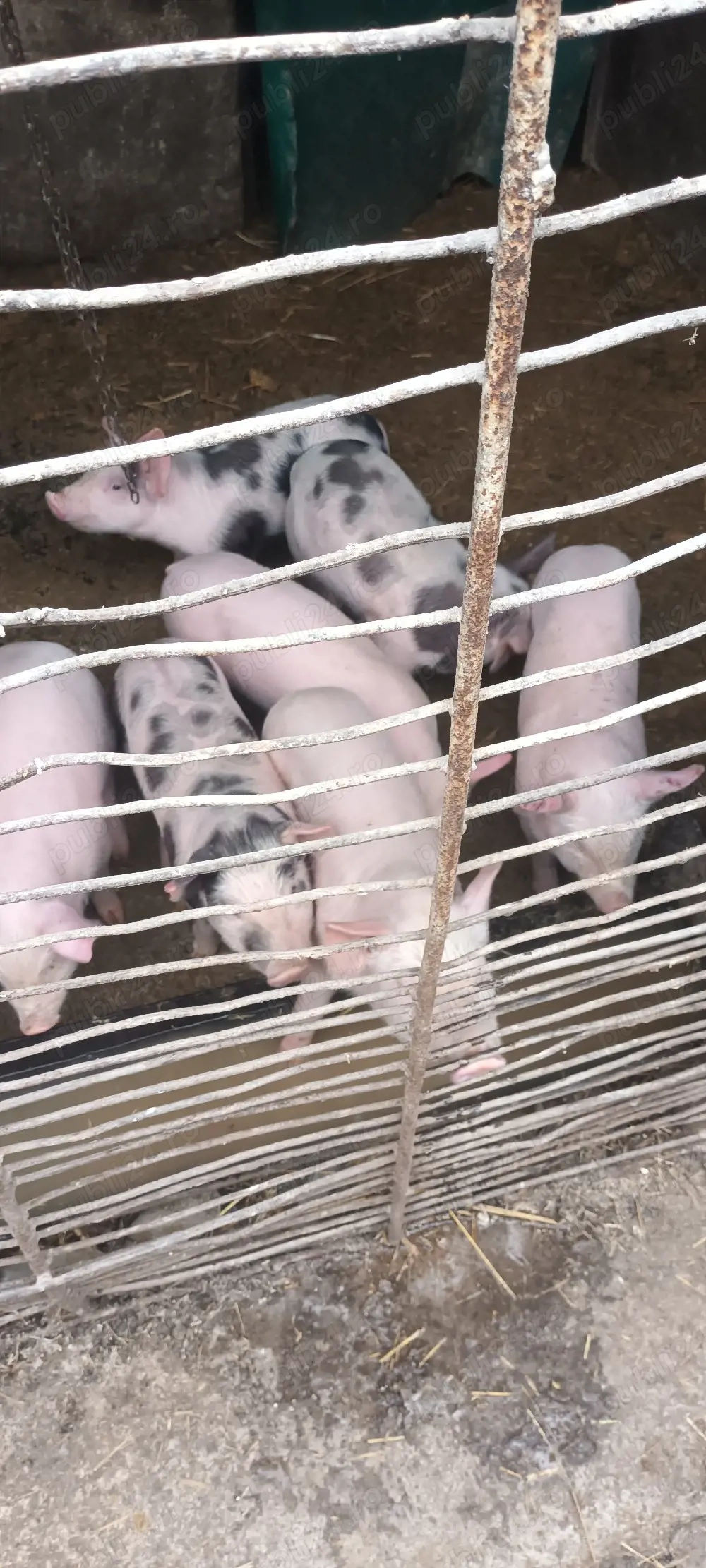 de vânzare purcei 8 săptamani