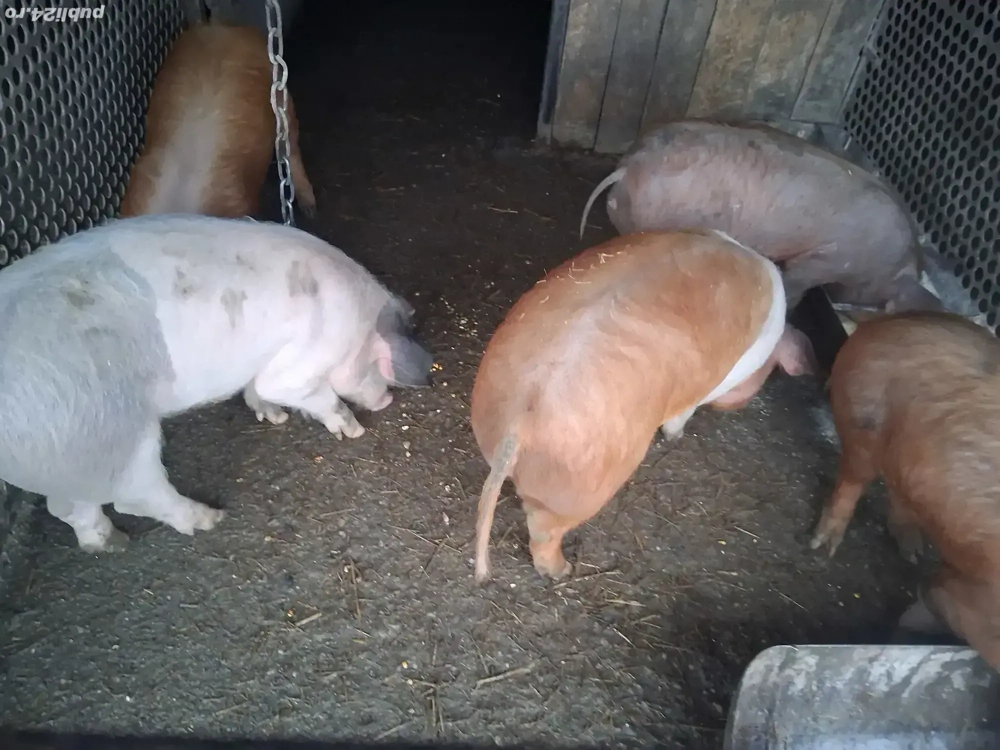 Vând purcei șoldani