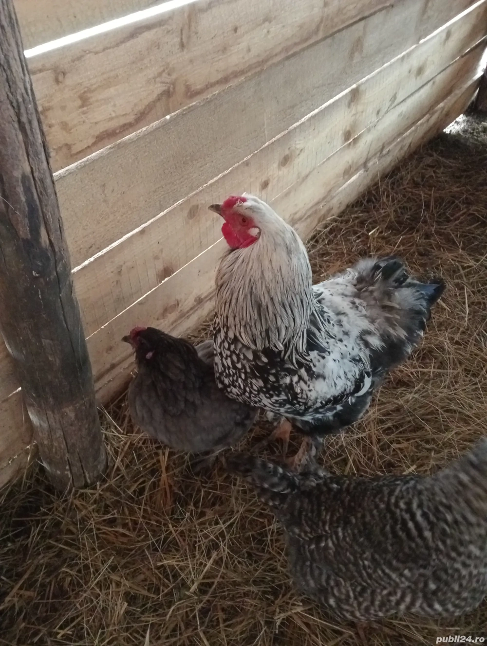 2 curcani si cativa cocosi 