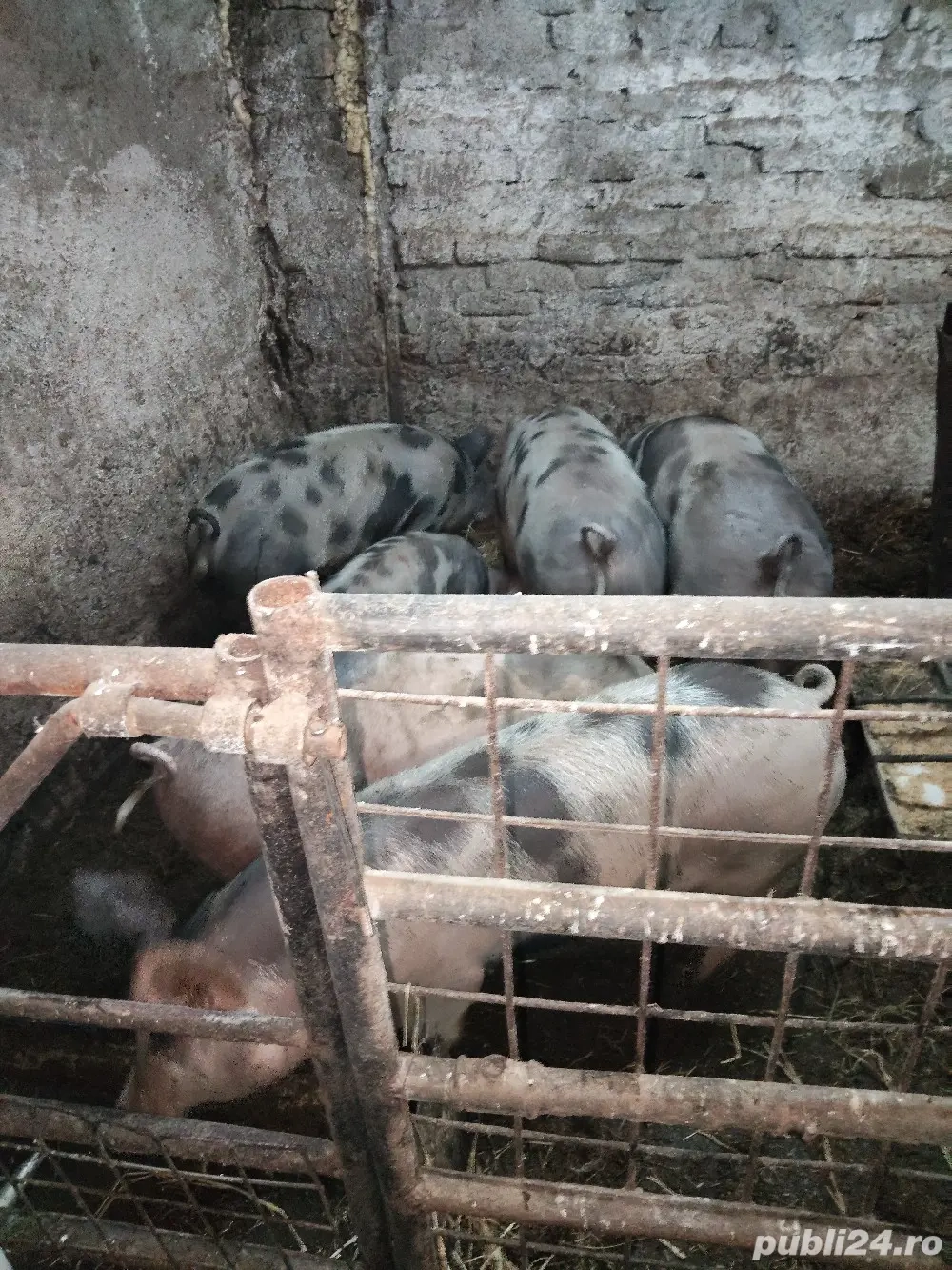 Porci de rasă piietrean cu marele alb