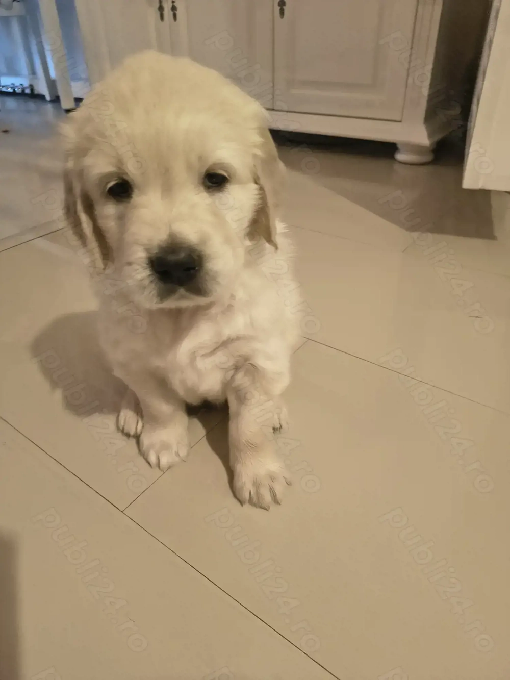 Pui Golden Retriever