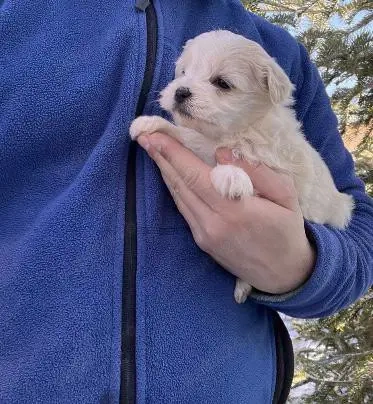 Vând bichonel mini toy băiețel 7 săptămâni 