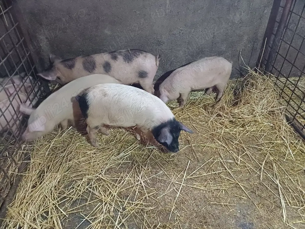 Vând șoldani și purcei