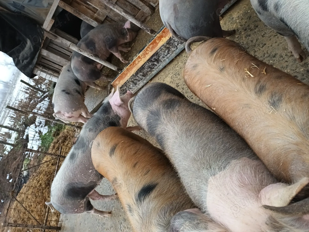 Vând porci de tăiat. Șoimuș jud Hunedoara 