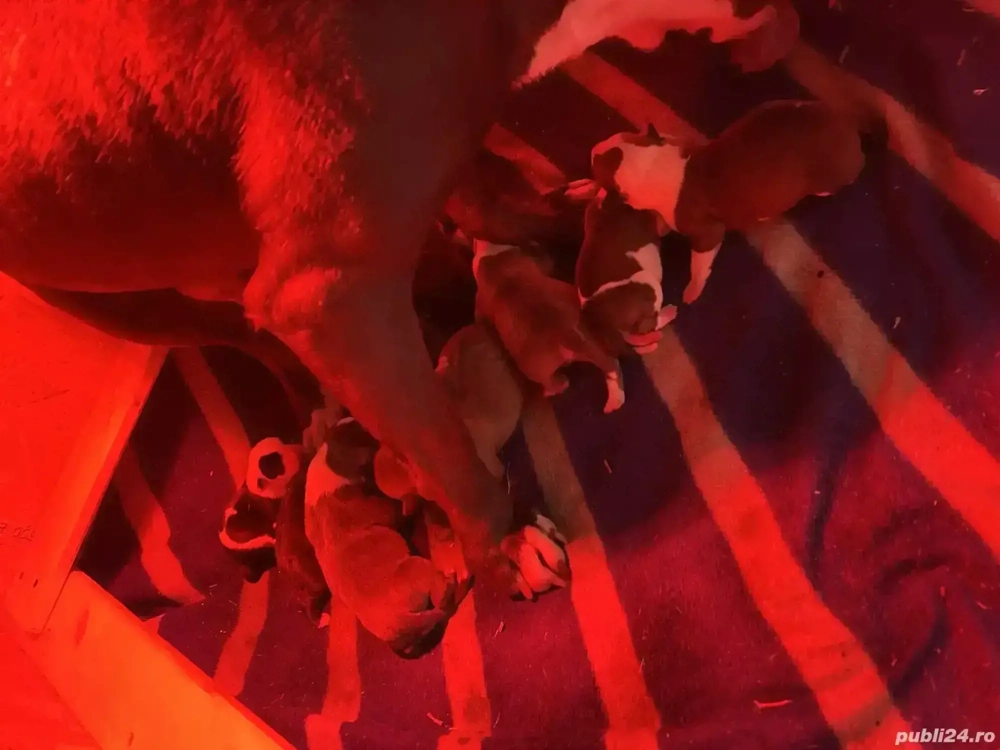 Pui metis de tip amstaff!