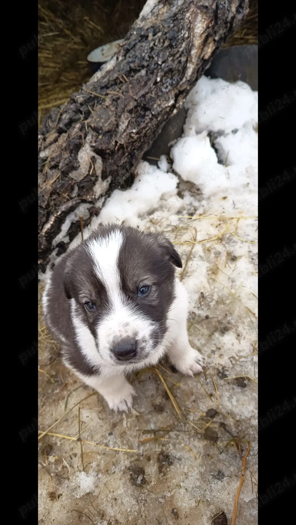 Pui de Ciobanesc de Asia Centrala