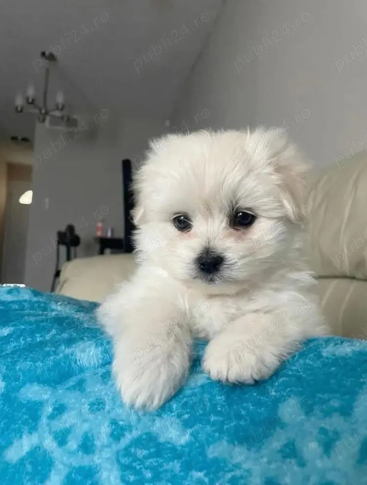Vând bichonel talie mică băiețel 7 săptămâni 