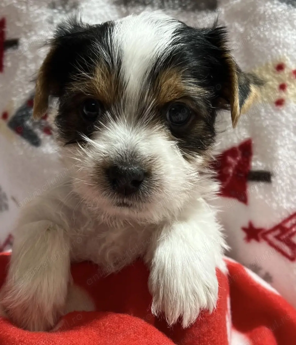 Bichon havanez 300 lei