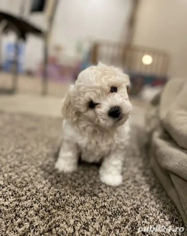 Bichon  frise 850 lei