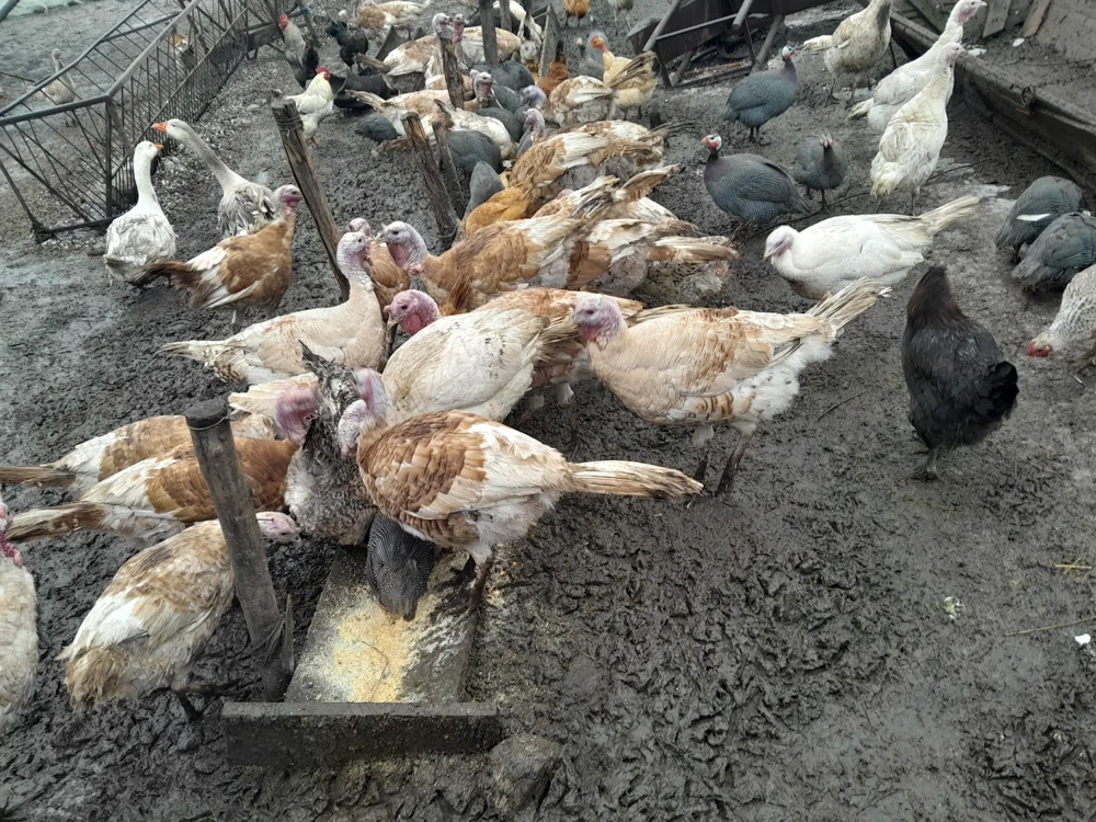 Curci  și curcani de vanzare