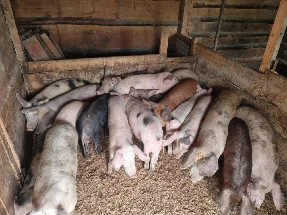 Purcei de casă de vânzare 