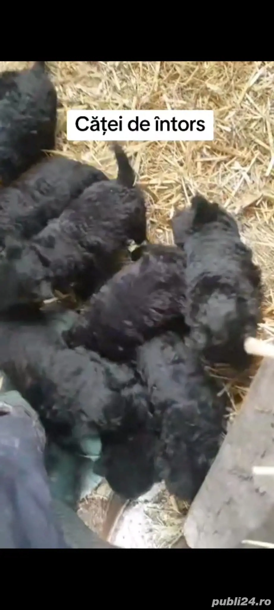 Vând căței de întors oi