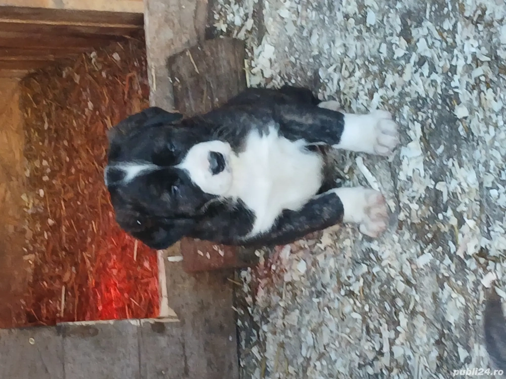 O femeluta si un mascul vor alta curte