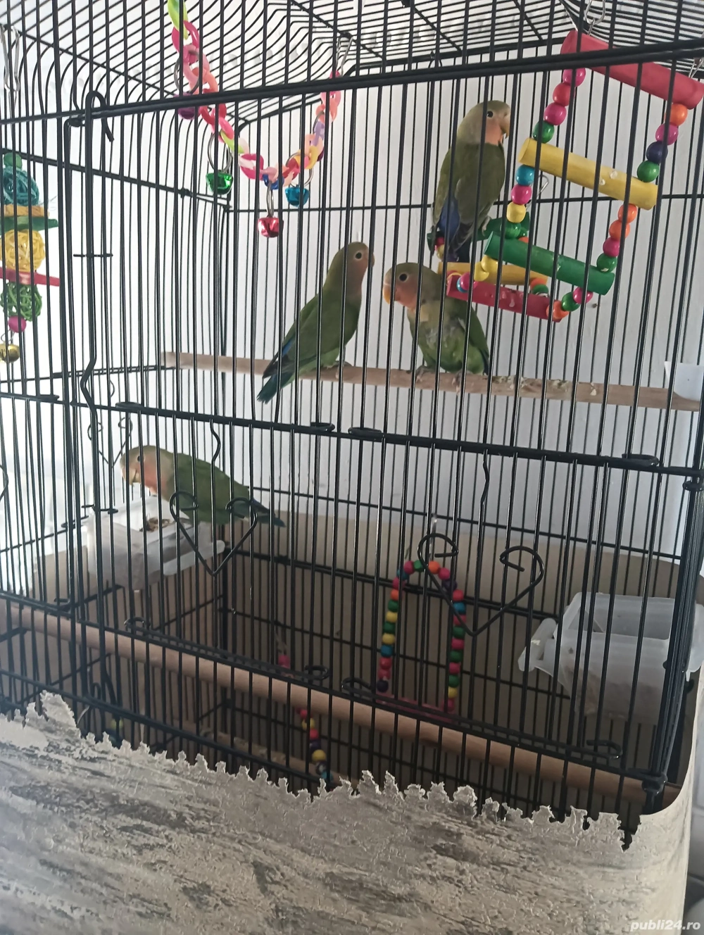 2. Perechii Agapornis vîrsta 3luni 