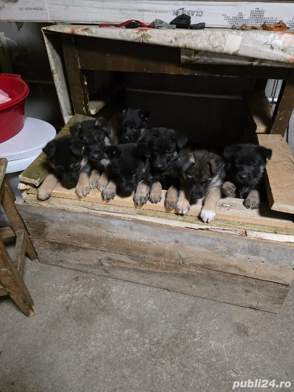 De vânare pui ciobănesc german