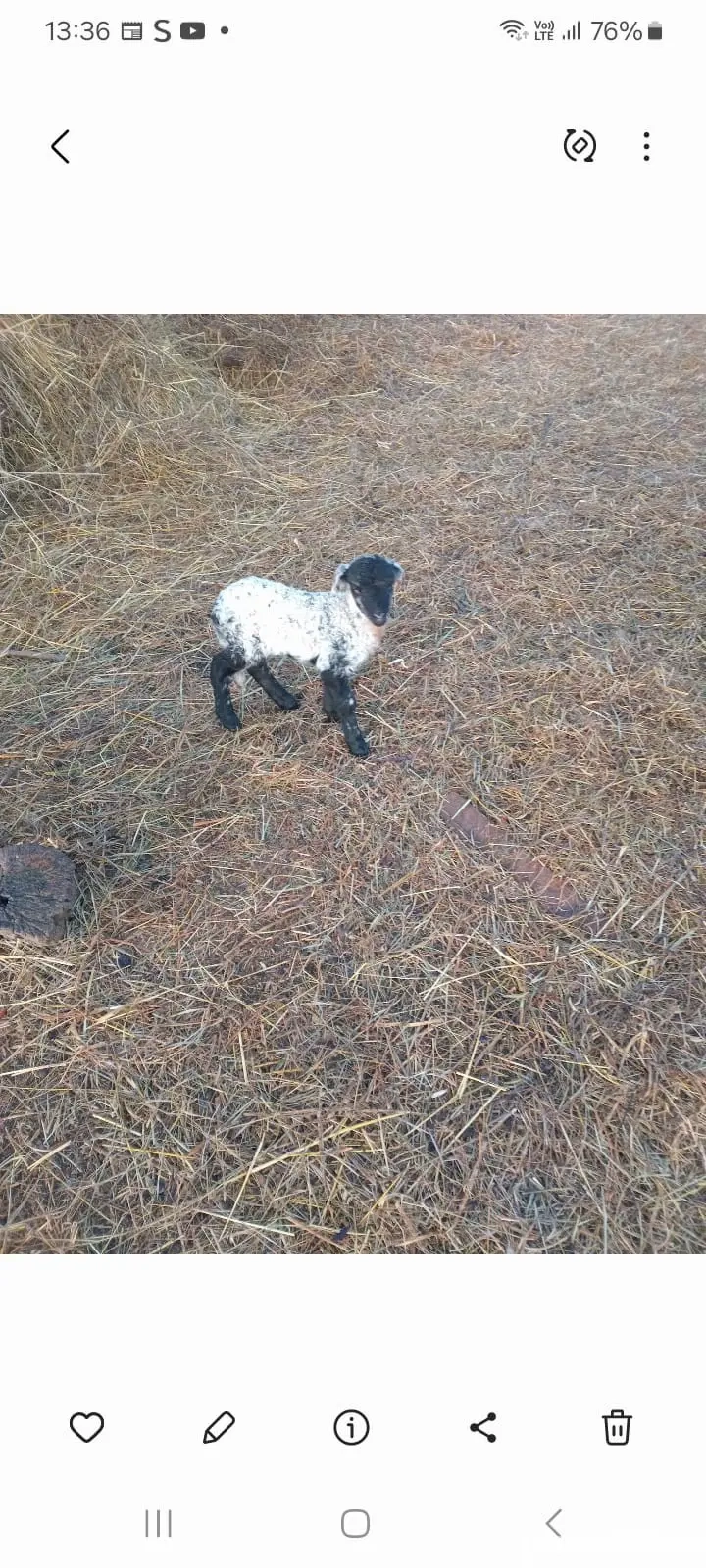 vând mieluț din doi