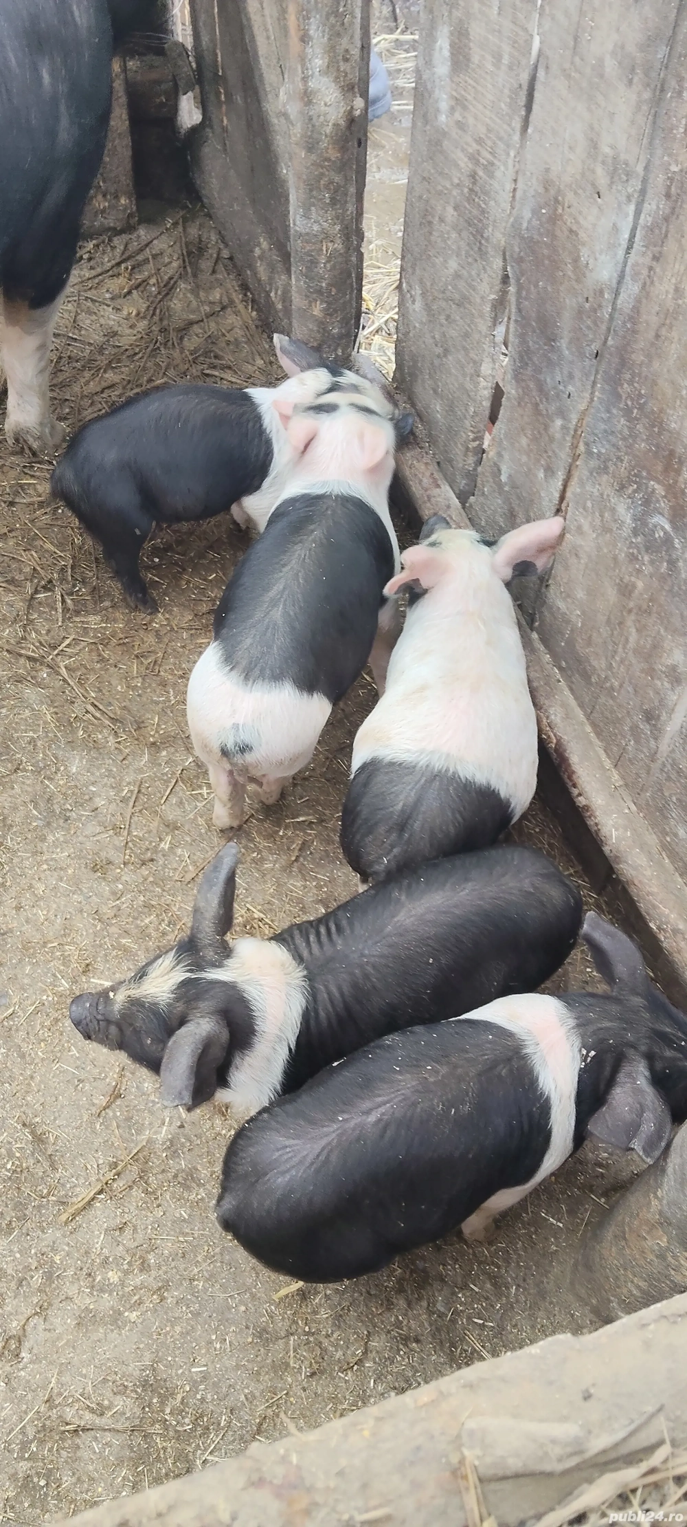 De vânzare 5 purceii 6 săptămâni 