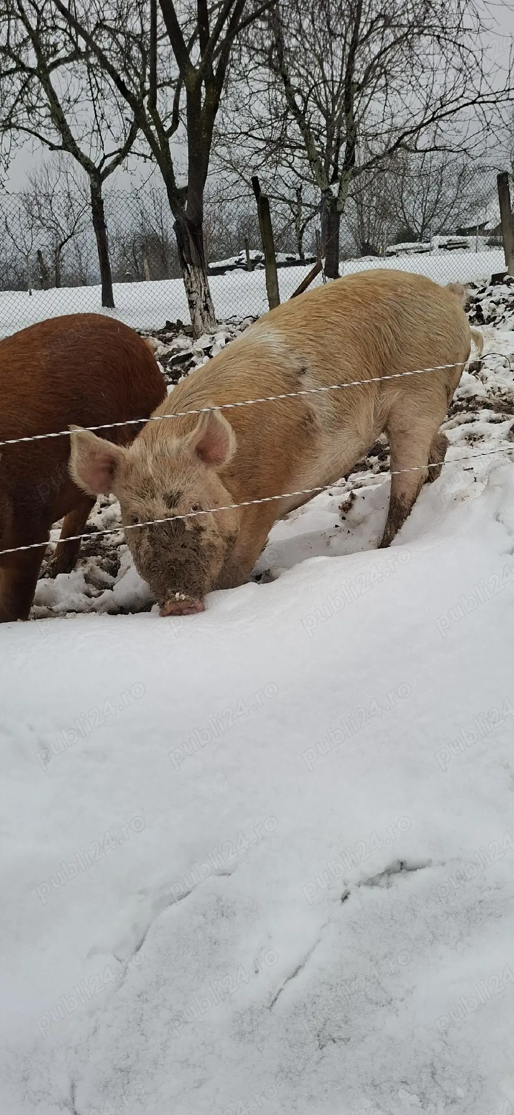 Purcea reproductie sau taiat