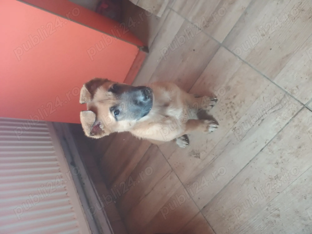 Femela de Ciobanesc belgian