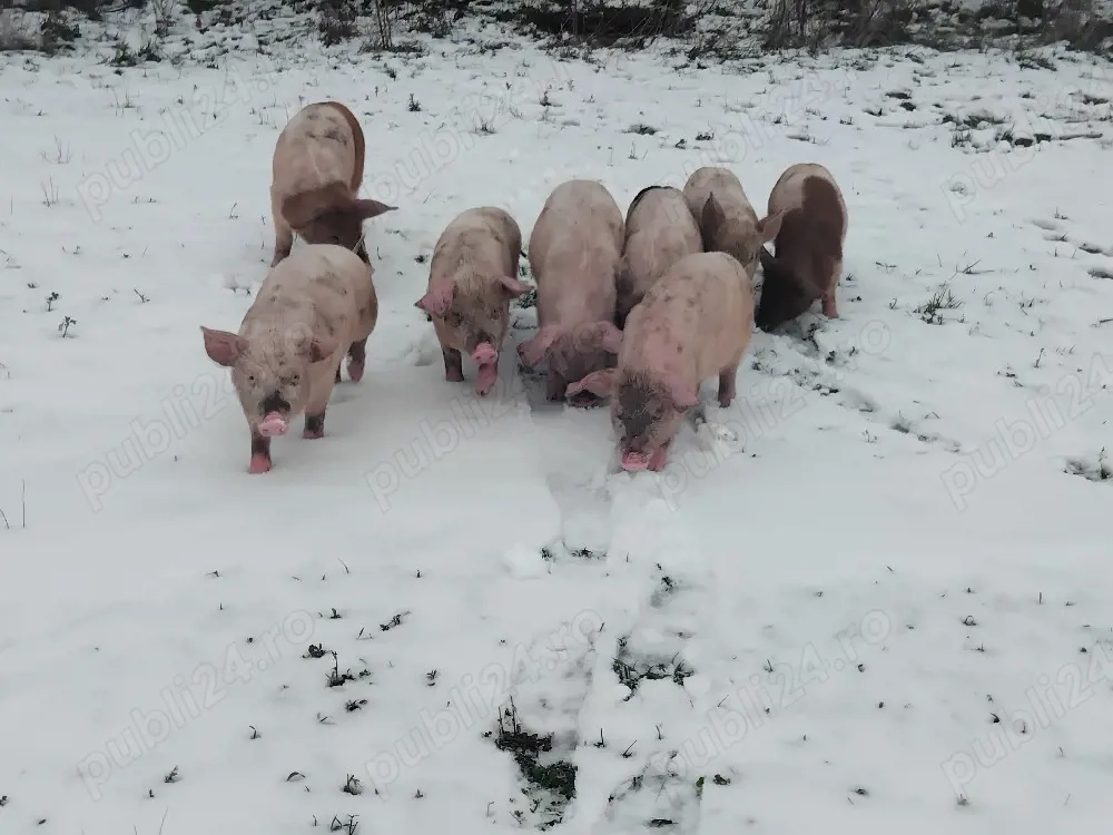 Porci de vânzare nr telefon  