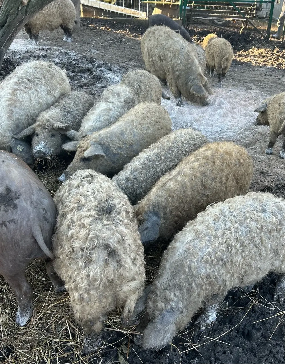 Porci Mangalita de vanzare, rasa pura 