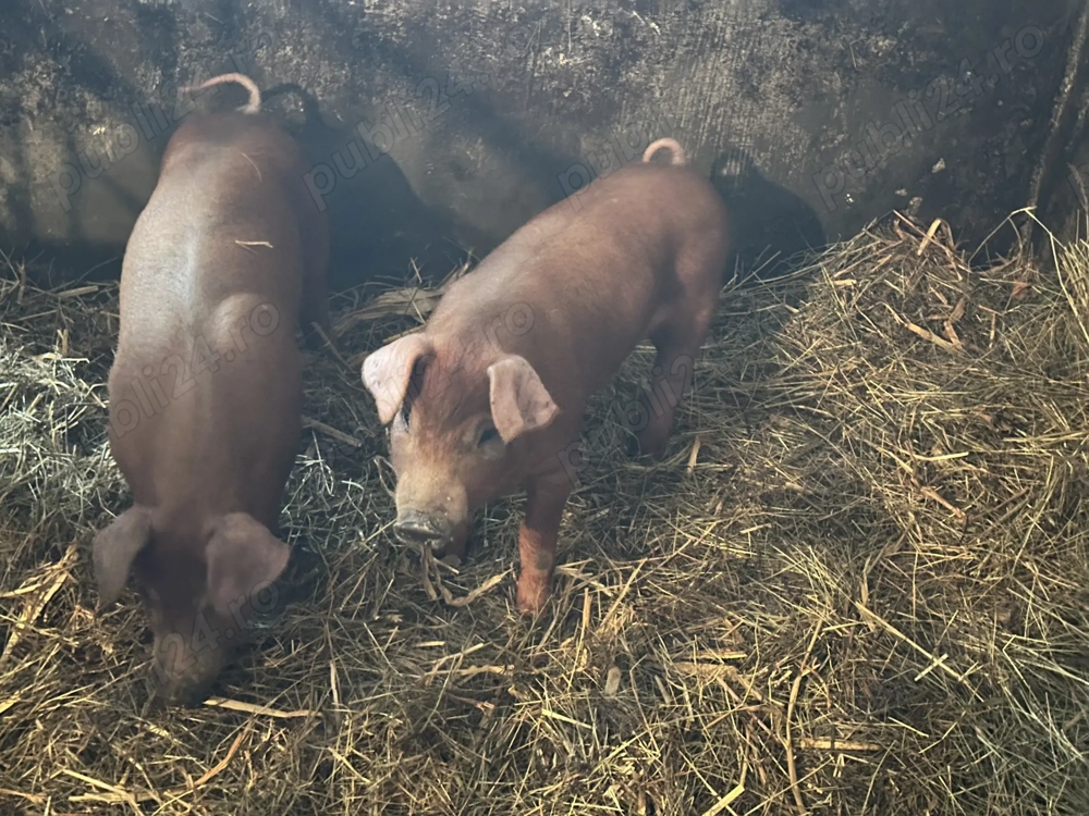 Vând 2 purcei de 8 săptămâni 