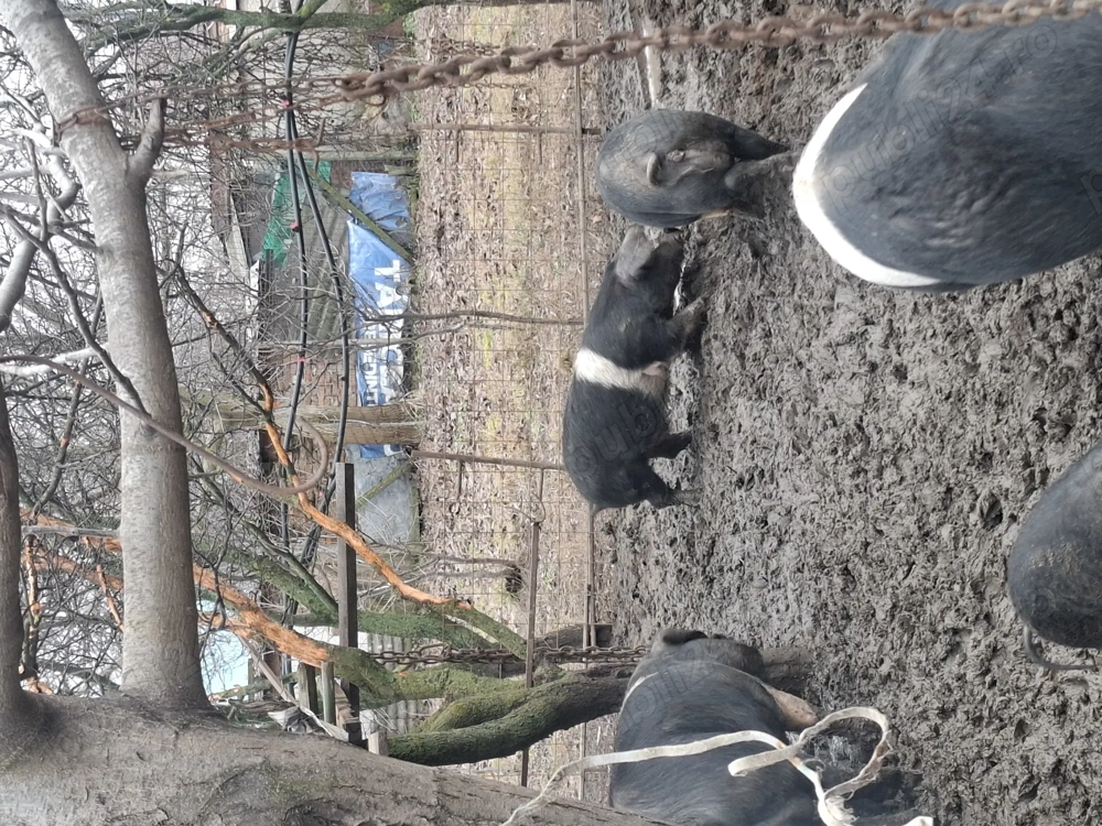 Vând porci bazna mangalita