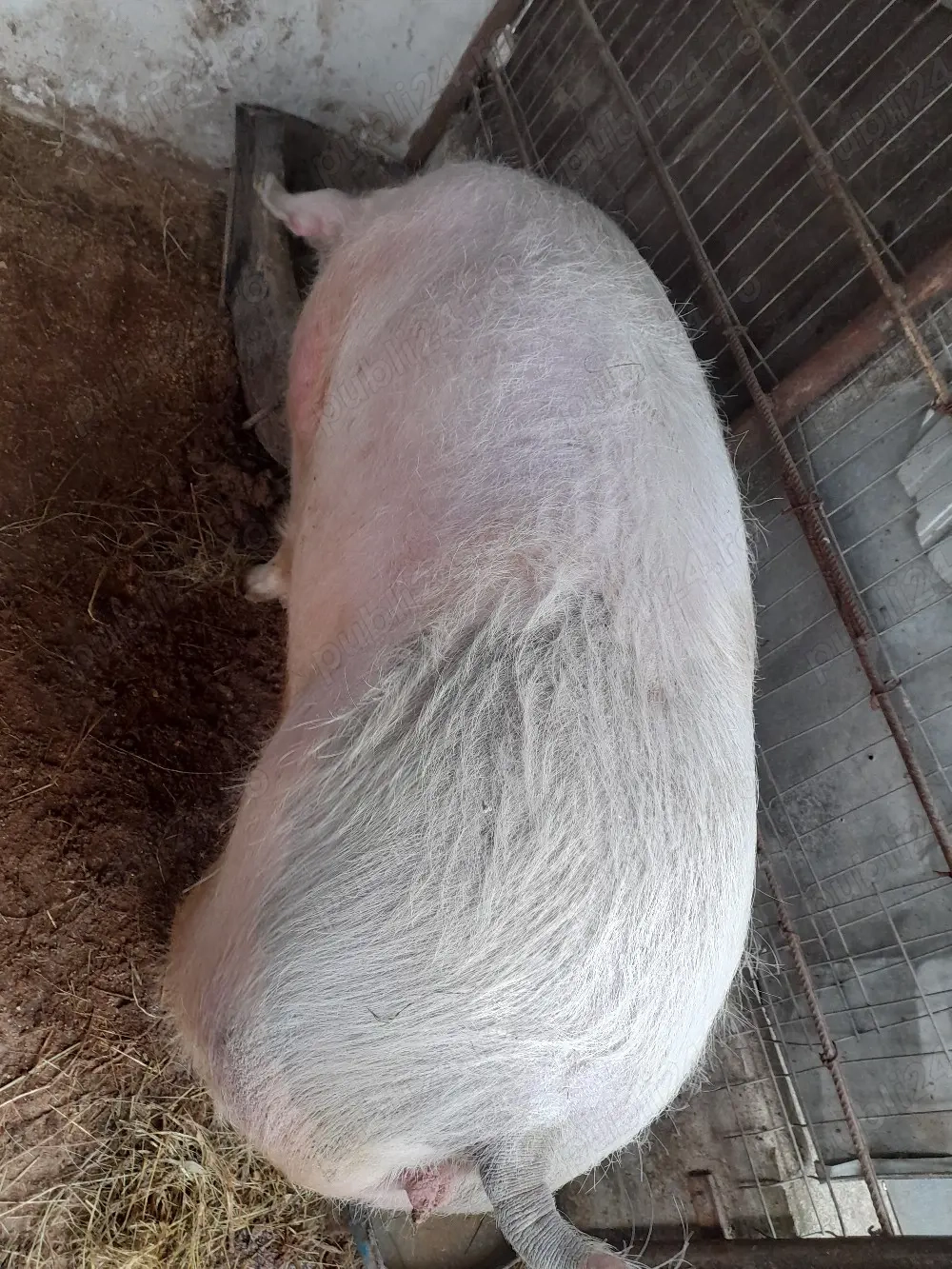 porc mare peste 300kg