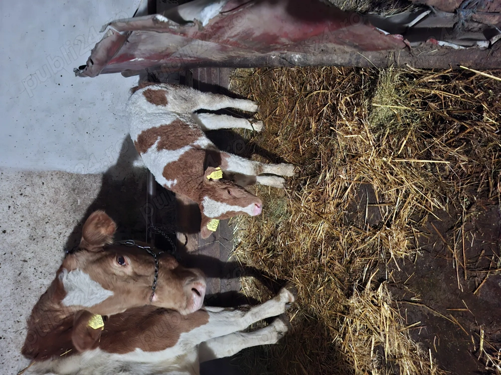 De vânzare vitica balțată 