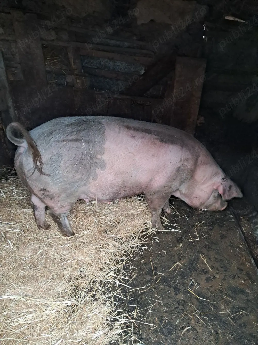 de vanzare jumate sau sfert 