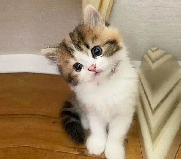 Siberiana de Pădure 