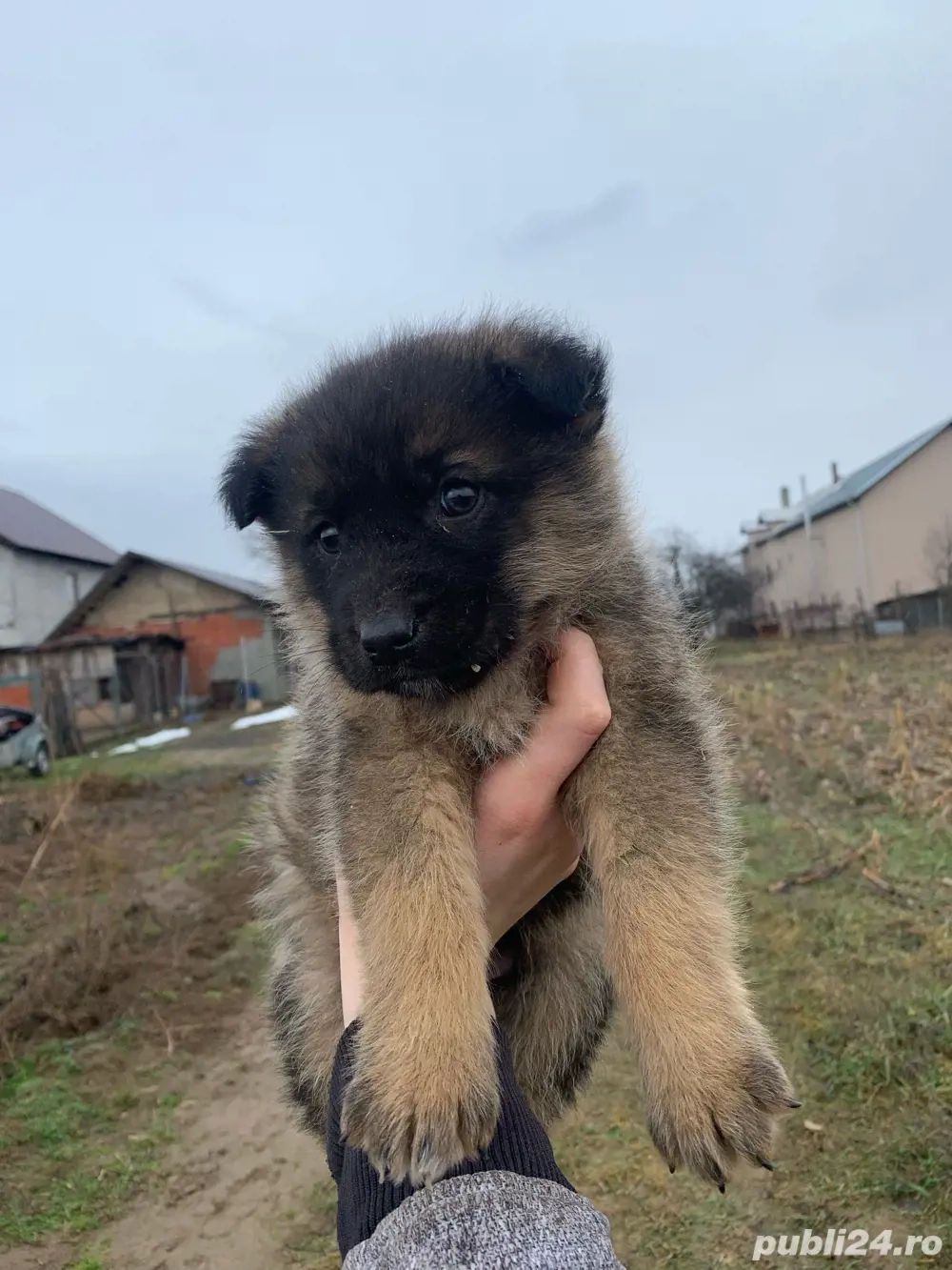 donez urget catel baiat