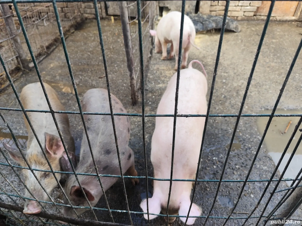 Vând purcei și grăsuni 