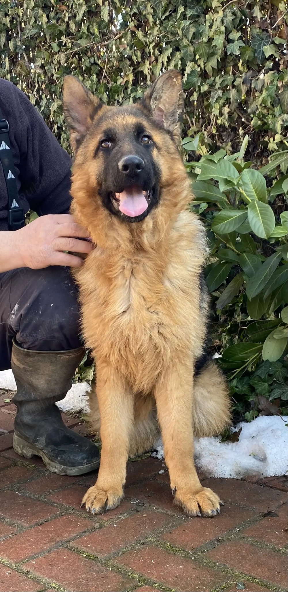 Pui ciobănesc german cu pedigree 