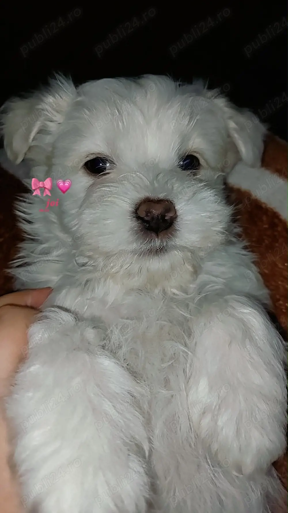 Bichon maltez mascul 