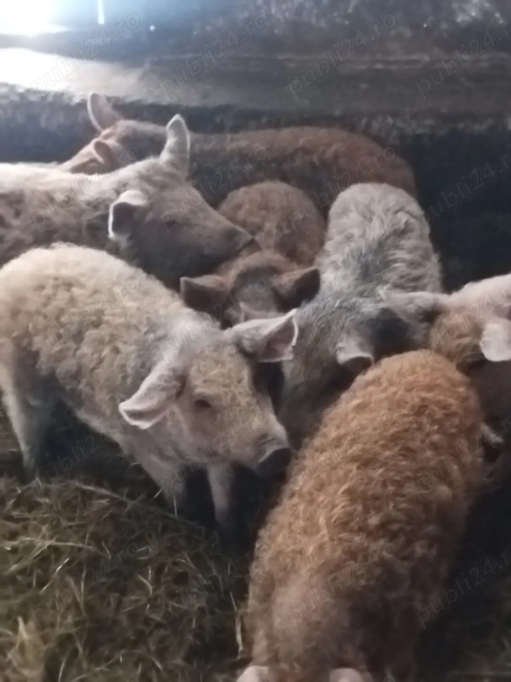 Vand purcei mangalita pt rotisor 