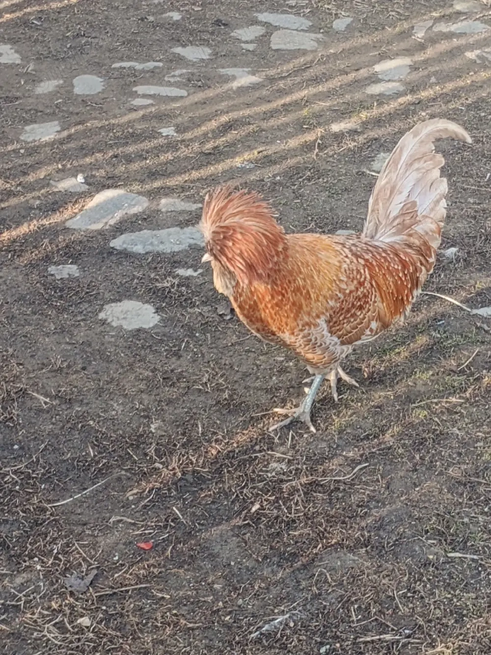 vând familie Paduan