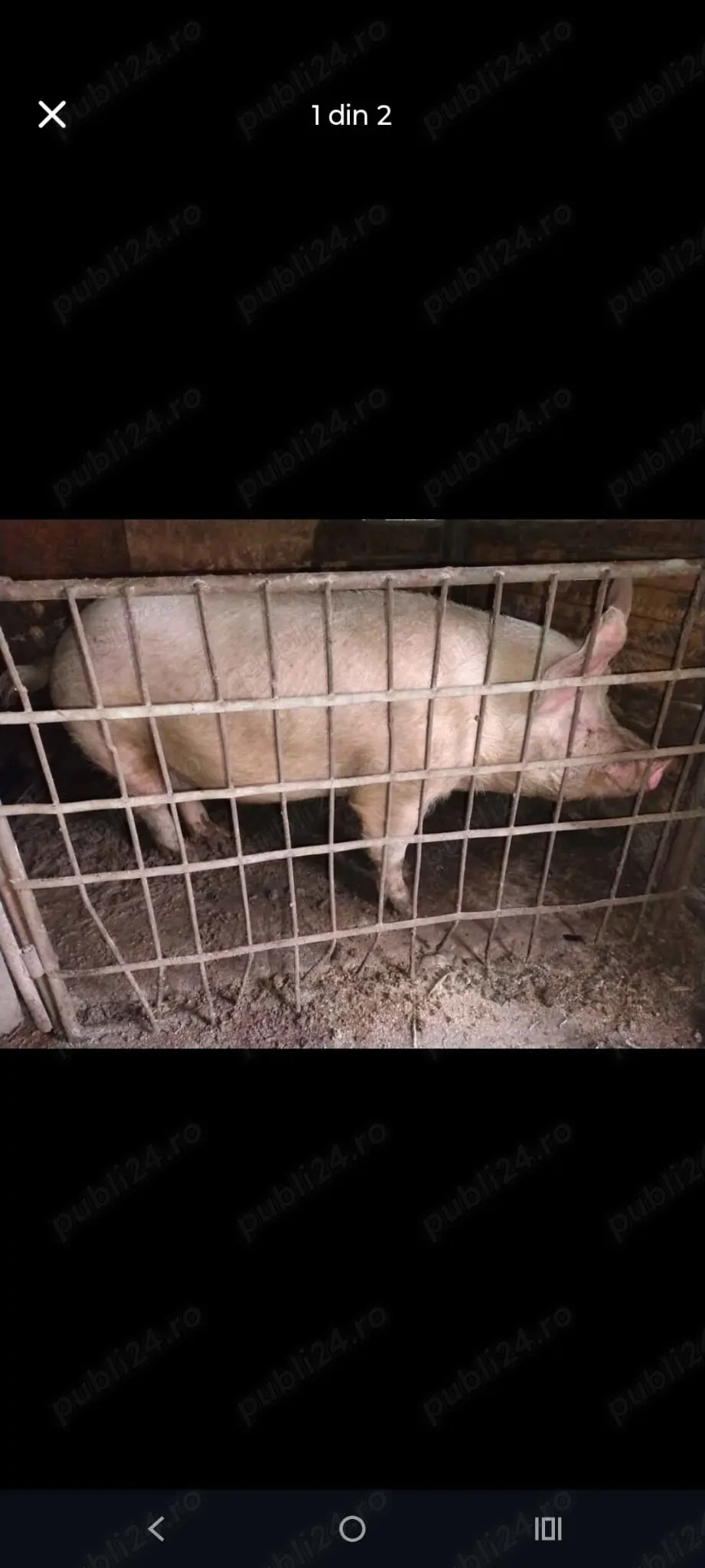 Purcel  Rață la alegere 